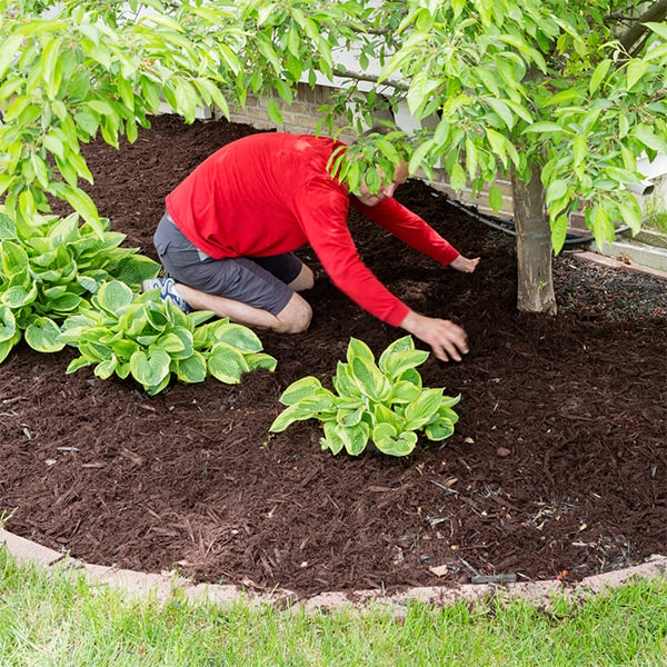 after mulch installation, it's important to periodically add more mulch to maintain coverage and appearance